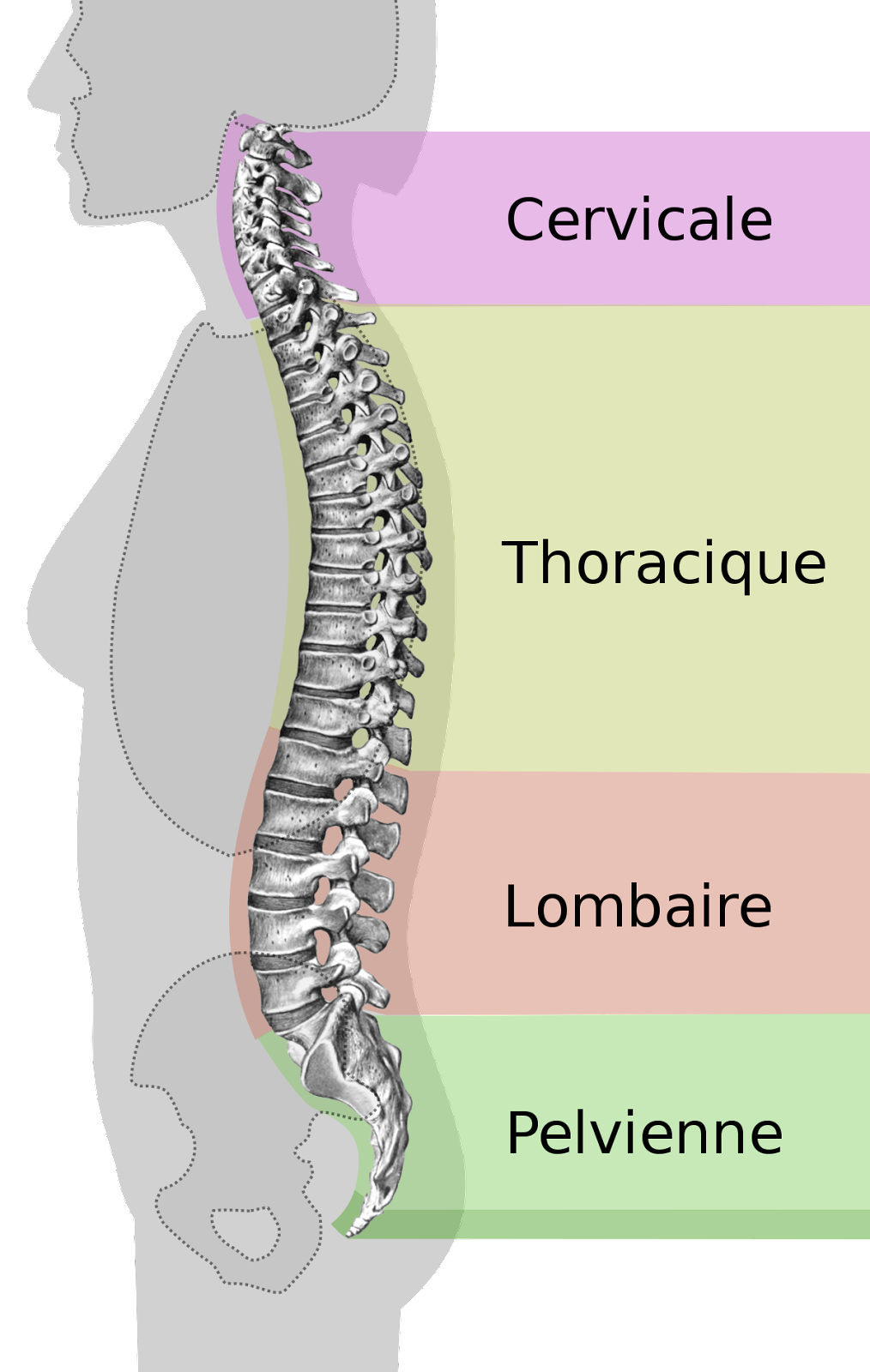 Douleurs du dos : diagnostiquer et traiter la dorsalgie